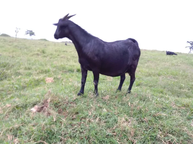 Female Goat - 14 Months Old - 1