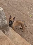 1-3 Month Male Purebred Belgian Malinois - 1