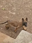 1-3 Month Male Purebred Belgian Malinois - 2