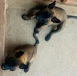 1-3 Month Male Purebred Belgian Malinois - 3