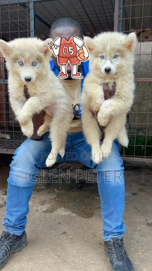 1-3 Month Male Purebred Siberian Husky