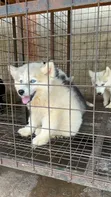 1-3 Month Male Purebred Siberian Husky - 2