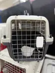 Doctor Pet Airline Approved Travel Crate for Medium Dogs & Cats - 5