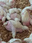 Broiler Chickens (5000) - 1