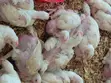 Broiler Chickens (5000) - 2