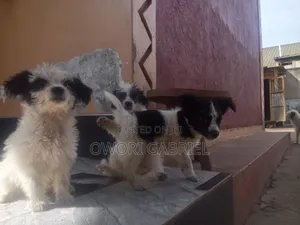 3-6 Month Male Mixed Breed Maltese Puppy