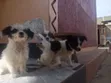 3-6 Month Male Mixed Breed Maltese Puppy - 1