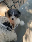 3-6 Month Male Mixed Breed Maltese Puppy - 2