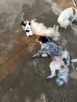 3-6 Month Male Mixed Breed Maltese Puppy - 3