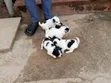 3-6 Month Male Mixed Breed Maltese Puppy - 5