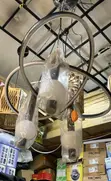 Chandelier Ceiling Light - Day & Warm Light - 3
