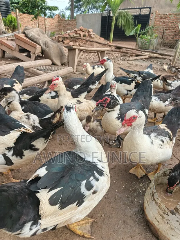 Local Ducks for Meat and Rearing - 1
