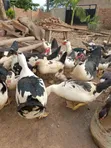 Local Ducks for Meat and Rearing - 2