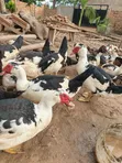 Local Ducks for Meat and Rearing - 3