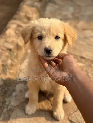 Male Mixed Breed Golden Retriever Puppy, 1-3 Months