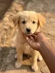Male Mixed Breed Golden Retriever Puppy, 1-3 Months - 1