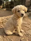 Male Mixed Breed Golden Retriever Puppy, 1-3 Months - 2