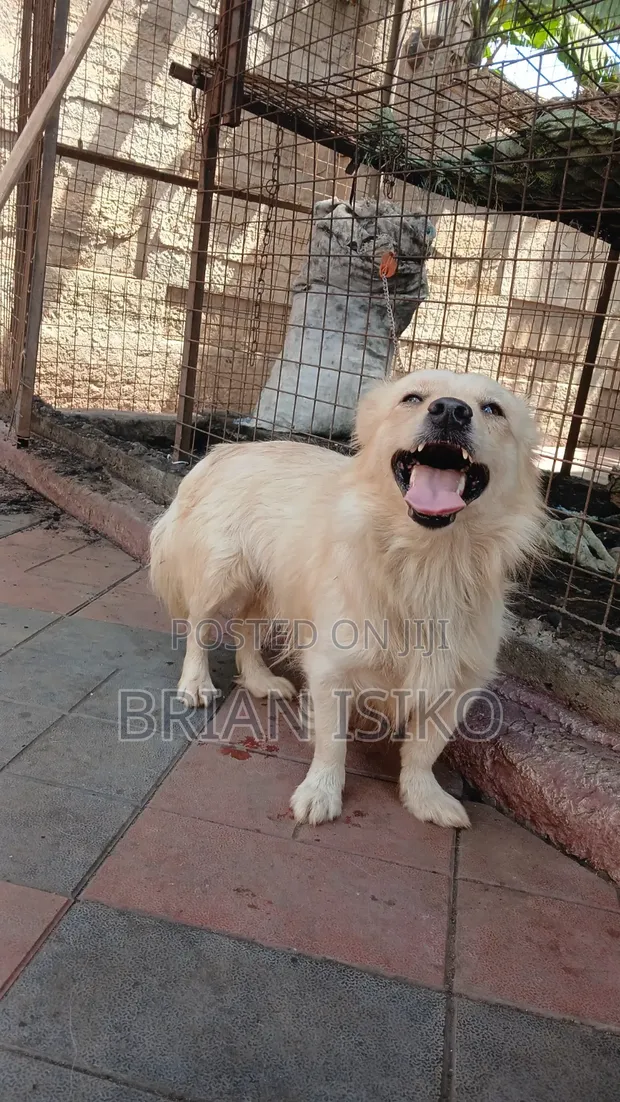 Purebred Maltese Puppy, 6-12 Months Male - 1