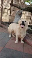 Purebred Maltese Puppy, 6-12 Months Male - 1