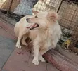 Purebred Maltese Puppy, 6-12 Months Male - 2