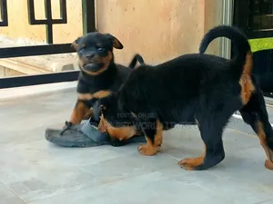 Female Purebred Rottweiler Puppy (1-3 Months)