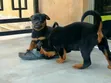 Female Purebred Rottweiler Puppy (1-3 Months) - 1