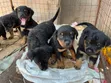 Female Purebred Rottweiler Puppy (1-3 Months) - 2