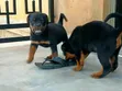 Female Purebred Rottweiler Puppy (1-3 Months) - 3