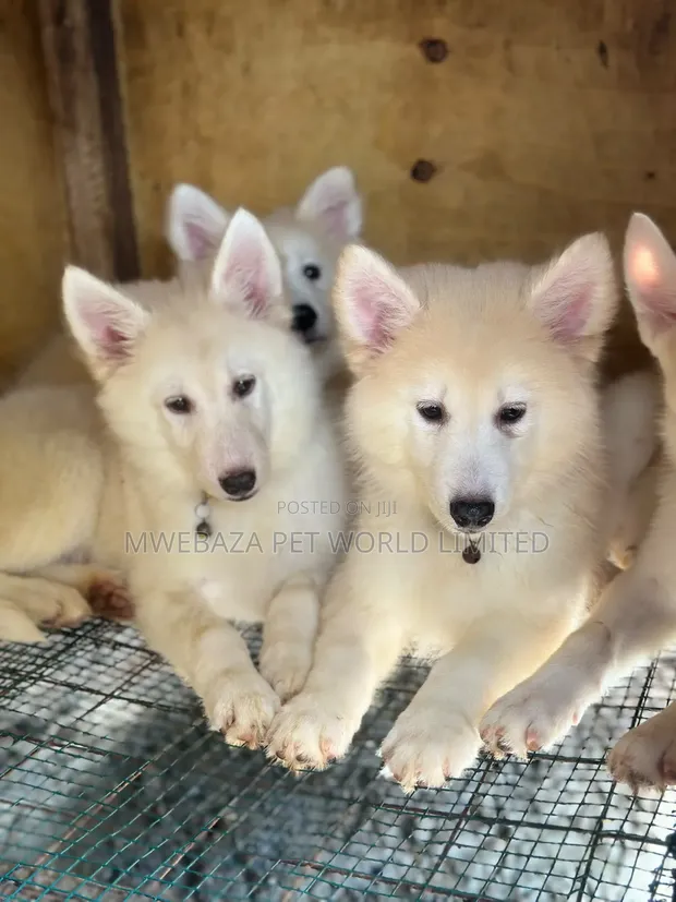 Female Purebred Siberian Husky Puppy (1-3 Months) - 1