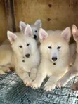 Female Purebred Siberian Husky Puppy (1-3 Months) - 1
