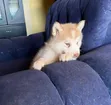 Female Purebred Siberian Husky Puppy (1-3 Months) - 2