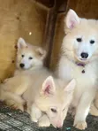 Female Purebred Siberian Husky Puppy (1-3 Months) - 3