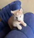 Female Purebred Siberian Husky Puppy (1-3 Months) - 4