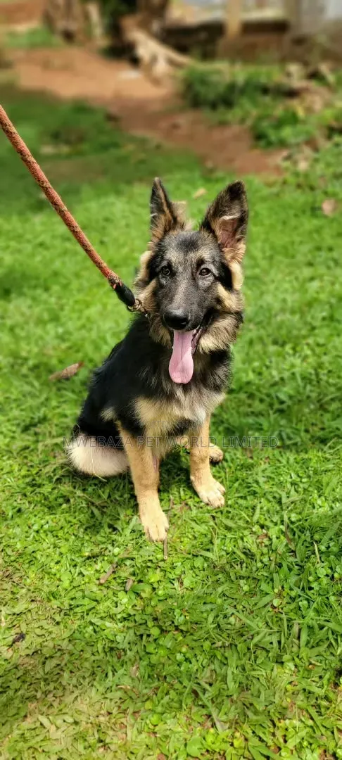 3-6 Month Male Purebred German Shepherd - 1