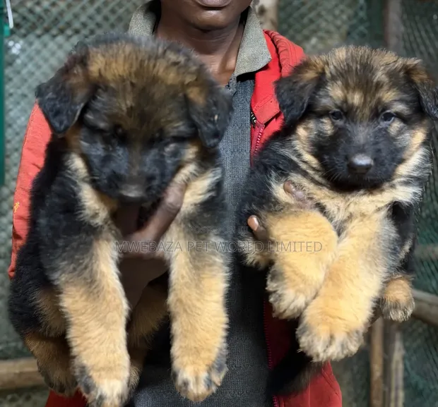 1-3 Months Female Purebred German Shepherd Puppy - 1