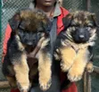 1-3 Months Female Purebred German Shepherd Puppy - 1