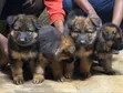 1-3 Months Female Purebred German Shepherd Puppy - 2