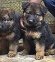 1-3 Months Female Purebred German Shepherd Puppy - 3