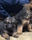 1-3 Months Female Purebred German Shepherd Puppy - 4