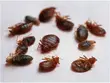 No-Smell Bedbug Fumigation Service - 1