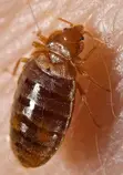 No-Smell Bedbug Fumigation Service - 2