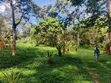 19.4 Acres Investment Land in Garuga, Lake Victoria Frontage - 1
