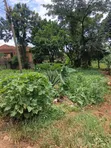 100x100ft Plot for Sale in Kyanja Kungu - 2